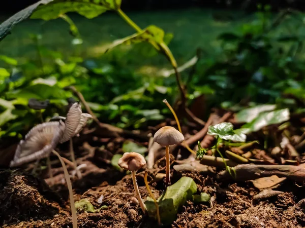 Panaeolus Antillarum Hongo Gris Común Ampliamente Distribuido Pequeño Mediano Tamaño — Foto de Stock