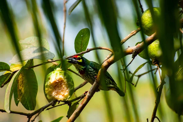 Coppersmith Barbet 又称红胸铜匠 Red Breasted Barbet 和铜匠 Coppersmith 是一种亚洲的铜匠 额头和喉咙都是红色的 — 图库照片