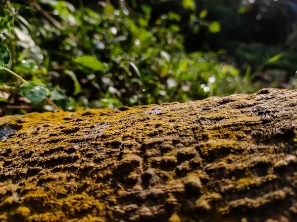 朝に撮影された古いパパイヤの木樹皮マクロです — ストック写真