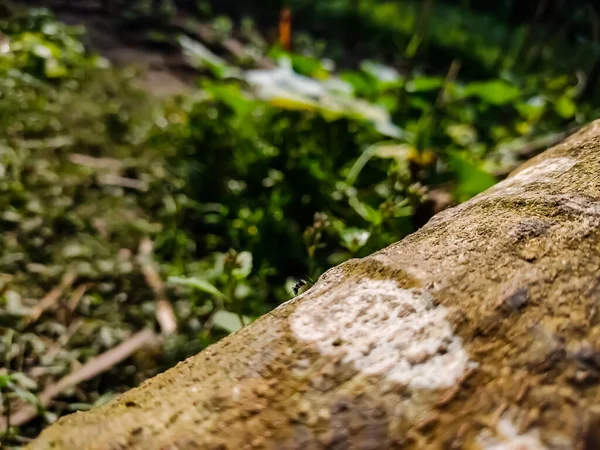 Una Pequeña Hormiga Negra Macro Disparada Los Viejos Árboles Papaya — Foto de Stock