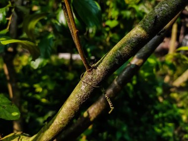 Polyrhachis, Eski Dünya 'da 600' den fazla türü bulunan bir formik karınca cinsidir..