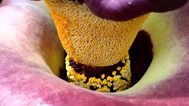 Amorphophallus paeoniifolius est un tubercule tropical cultivé principalement en Afrique, en Asie du Sud, en Asie du Sud-Est et dans les îles tropicales du Pacifique. .