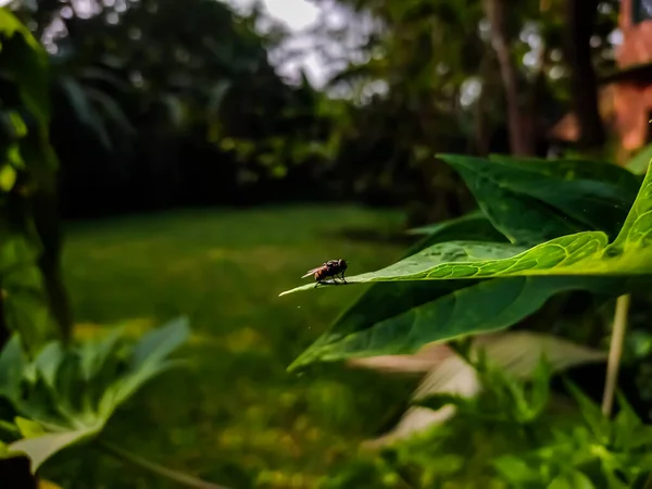 Μια Μικρή Μύγα Που Ένα Πράσινο Φύλλο Μακροεντολή Πλάνο Πρωί — Φωτογραφία Αρχείου