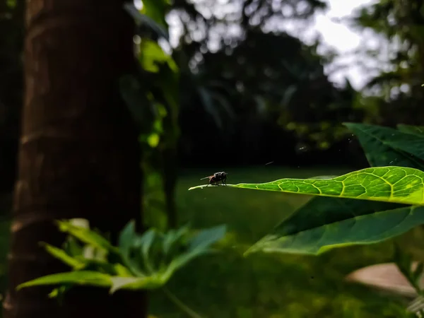 Small Fly Set Green Leaf Macro Shot Morning — Stock Photo, Image