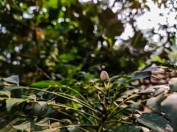 Este Árbol Hoja Curry Árbol Tropical Subtropical Familia Rutaceae Nativo — Foto de Stock