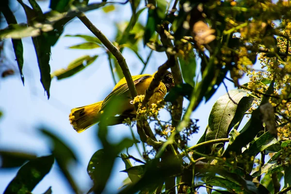 Oriol Capucha Negra Oriolus Xanthornus Miembro Familia Aves Paseriformes Orioles — Foto de Stock