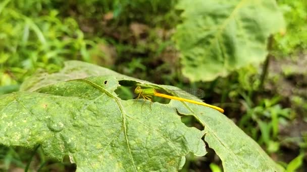 Küçük Çekirge Adı Ceriagrion Coromandelianum Küçük Çekirge Yeşil Çimlerin Üzerinde — Stok video