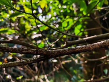 Polyrhachis, Eski Dünya 'da 600' den fazla türü bulunan bir formik karınca cinsidir..