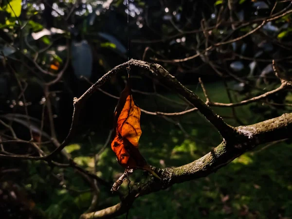 Esta Folha Amarela Seca Velha Pendurar Tiro Close Teia Aranha — Fotografia de Stock