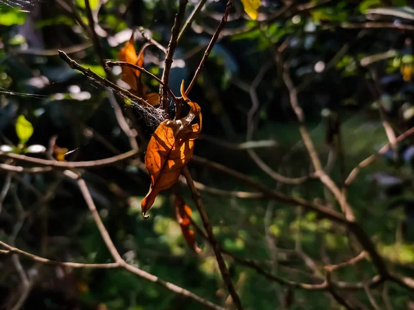 Esta Folha Amarela Seca Velha Pendurar Tiro Close Teia Aranha — Fotografia de Stock