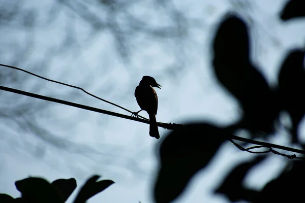 Rode Bulbul Een Lid Van Bulbul Familie Van Passerines Foto — Stockfoto