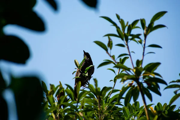 Bulbul Ventilación Roja Miembro Familia Los Transeúntes Bulbul Esta Foto —  Fotos de Stock