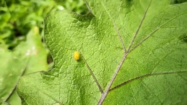 Questo Nome Parassiti Henosepilachna Argomenta Questo Parassita Vegetale Indiano Girato — Video Stock