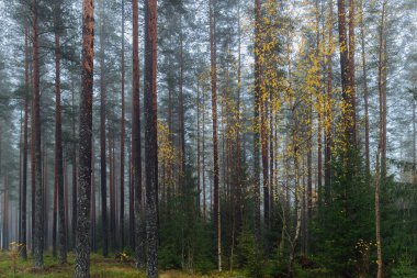 Norveç 'te uzun çam ağaçlarından oluşan sisli bir orman, desen ve arkaplan görüntüsü için mükemmel.