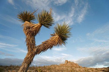 Joshua Tree Ulusal Parkı 'nın kayalık çöl manzarasının üzerinde yükselen Joshua Tree