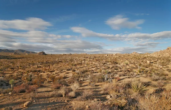 ジョシュアツリー国立公園の砂漠の風景 — ストック写真