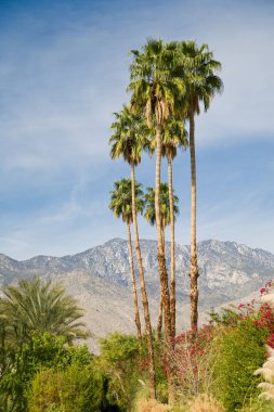Klasik Kaliforniya manzarası. Palmiye ağaçları, çöl ve dağcı.