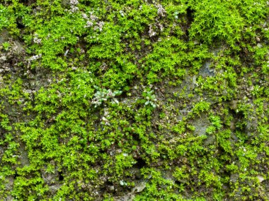 Lichen bir kaya duvarında büyüyor, doku ve arka plan için mükemmel.