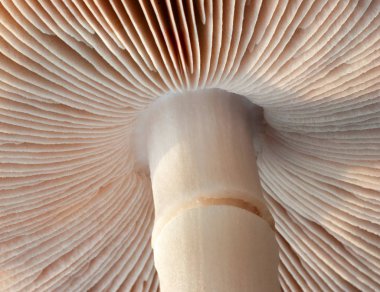 Mantar kapağının altı.