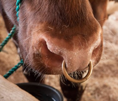 Büyük bir boğanın piercing 'li burun halkasına yakın.