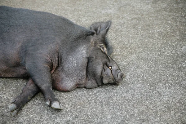 Ein Riesiges Wildschwein Schläft — Stockfoto
