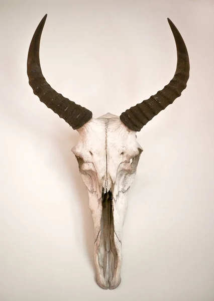 Stará Antilopí Lebka Visící Bílé Stěně — Stock fotografie