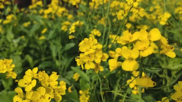 Fresh Mustard Flower Nature — Stock Video