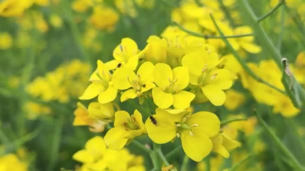 Λουλούδι Μουστάρδας Κίτρινο Λουλούδι Σινάπι — Αρχείο Βίντεο