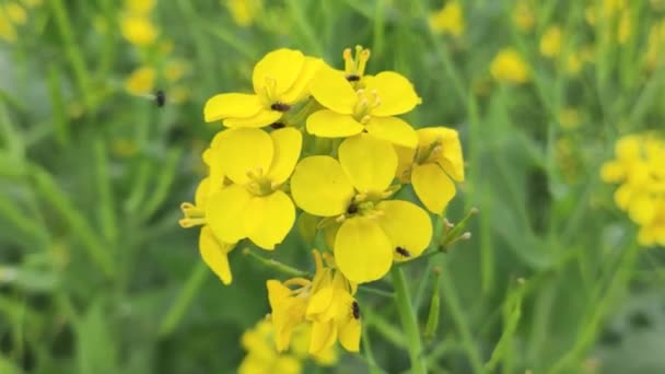 自然の緑の背景に黄色のマスタードの花 — ストック動画