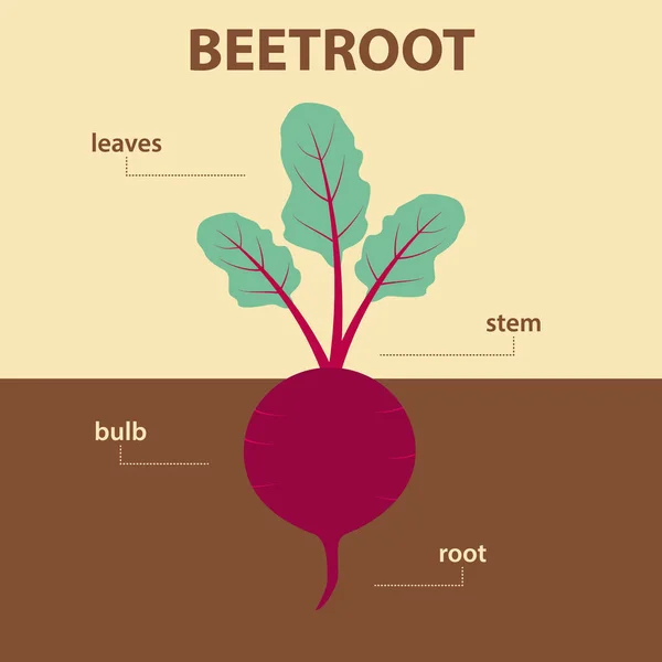 Diagrama vectorial que muestra partes de la planta entera de remolacha - esquema de infografía agrícola con etiquetas para la educación de la biología - hojas, tallo, bulbo y raíz — Vector de stock