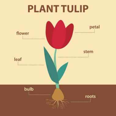 vektör diyagramı gösteren bölümleri Lale bütün bitki - biyoloji eğitimi için etiketlerle tarım Infographic düzeni - çiçek, yaprak, kök, kök sistemi, ampul