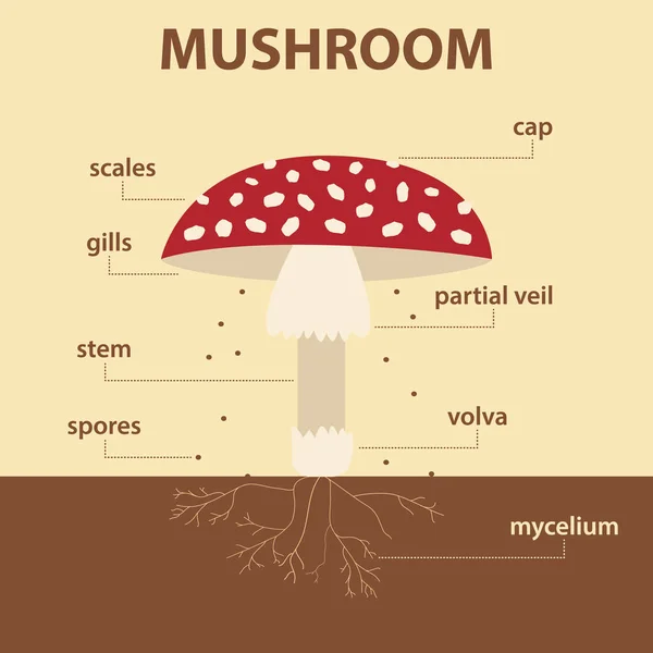 vektör diyagramı mantar bütün bitki - tarım Infographic amanita muscaria düzeni biyoloji eğitimi için etiketlerle parçalarını gösterme