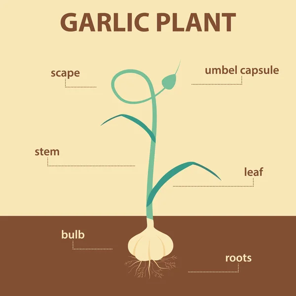 Vektordiagramm Das Teile Der Ganzen Knoblauchpflanze Zeigt Landwirtschaftliches Infografik Schema — Stockvektor