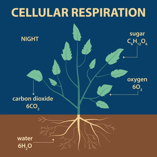 植物全体の一部を示すベクトル図 生物学の教育のためのラベル付き農業インフォグラフィックスキーム 夜の細胞呼吸 二酸化炭素 — ストックベクタ