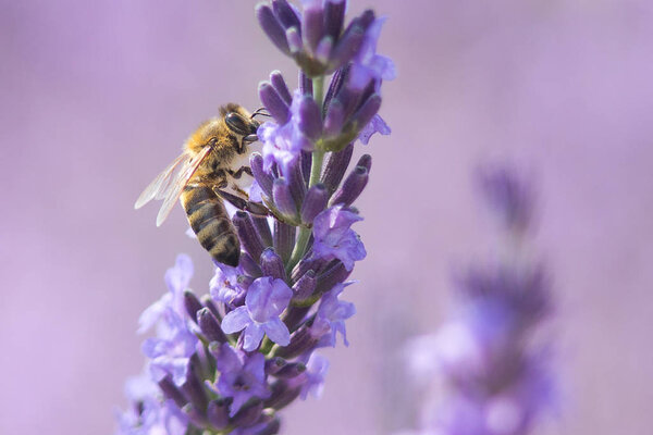 Bee collecting honey from lavender flower. Macro photography of bee collecting honey. Endangered, vulnerable species.