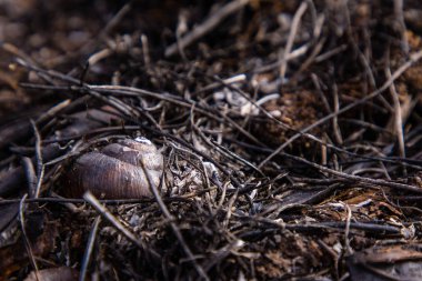 Çalı yangınından sonra Bulgaristan 'daki Dragoman bataklığında kalıntılar bulundu. Sıcaktan dolayı yanan bitkiler. Ekolojik felaket. İklim değişiklikleri. Sıcak hava ve iklim değişiklikleri yangına neden oldu.