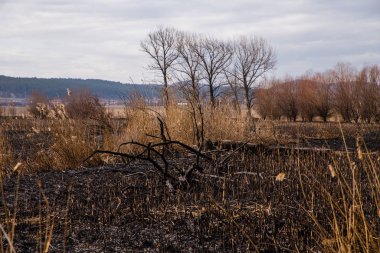 Çalı yangınından sonra Bulgaristan 'daki Dragoman bataklığında kalıntılar bulundu. Sıcaktan dolayı yanan bitkiler. Ekolojik felaket. İklim değişiklikleri. Sıcak hava ve iklim değişiklikleri yangına neden oldu.