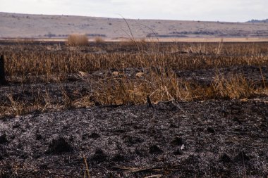 Çalı yangınından sonra Bulgaristan 'daki Dragoman bataklığında kalıntılar bulundu. Sıcaktan dolayı yanan bitkiler. Ekolojik felaket. İklim değişiklikleri. Sıcak hava ve iklim değişiklikleri yangına neden oldu.