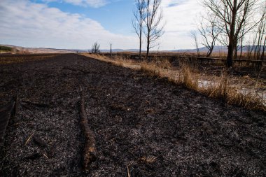 Çalı yangınından sonra Bulgaristan 'daki Dragoman bataklığında kalıntılar bulundu. Sıcaktan dolayı yanan bitkiler. Ekolojik felaket. İklim değişiklikleri. Sıcak hava ve iklim değişiklikleri yangına neden oldu.