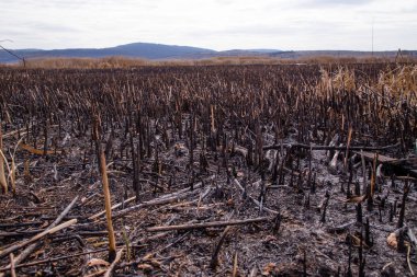 Çalı yangınından sonra Bulgaristan 'daki Dragoman bataklığında kalıntılar bulundu. Sıcaktan dolayı yanan bitkiler. Ekolojik felaket. İklim değişiklikleri. Sıcak hava ve iklim değişiklikleri yangına neden oldu.