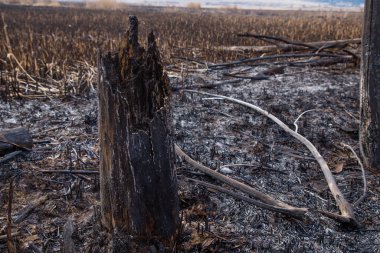 Çalı yangınından sonra Bulgaristan 'daki Dragoman bataklığında kalıntılar bulundu. Sıcaktan dolayı yanan bitkiler. Ekolojik felaket. İklim değişiklikleri. Sıcak hava ve iklim değişiklikleri yangına neden oldu.