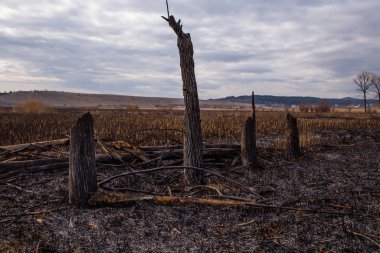 Çalı yangınından sonra Bulgaristan 'daki Dragoman bataklığında kalıntılar bulundu. Sıcaktan dolayı yanan bitkiler. Ekolojik felaket. İklim değişiklikleri. Sıcak hava ve iklim değişiklikleri yangına neden oldu.