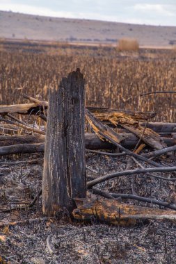Çalı yangınından sonra Bulgaristan 'daki Dragoman bataklığında kalıntılar bulundu. Sıcaktan dolayı yanan bitkiler. Ekolojik felaket. İklim değişiklikleri. Sıcak hava ve iklim değişiklikleri yangına neden oldu.