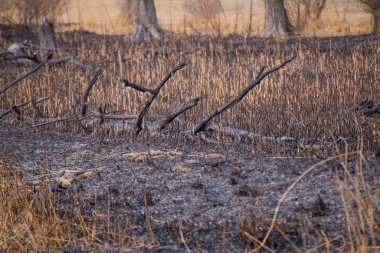 Çalı yangınından sonra Bulgaristan 'daki Dragoman bataklığında kalıntılar bulundu. Sıcaktan dolayı yanan bitkiler. Ekolojik felaket. İklim değişiklikleri. Sıcak hava ve iklim değişiklikleri yangına neden oldu.