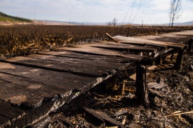 Çalı yangınından sonra Bulgaristan 'daki Dragoman bataklığında kalıntılar bulundu. Sıcaktan dolayı yanan bitkiler. Ekolojik felaket. İklim değişiklikleri. Sıcak hava ve iklim değişiklikleri yangına neden oldu.