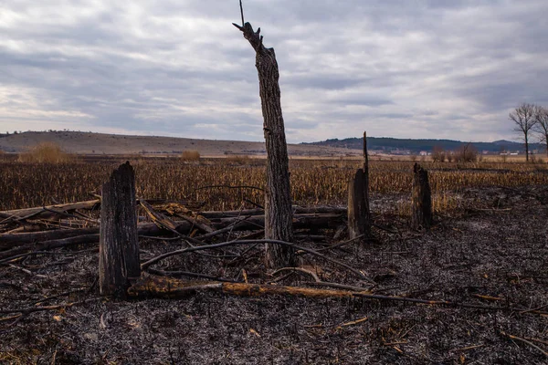 Çalı yangınından sonra Bulgaristan 'daki Dragoman bataklığında kalıntılar bulundu. Sıcaktan dolayı yanan bitkiler. Ekolojik felaket. İklim değişiklikleri. Sıcak hava ve iklim değişiklikleri yangına neden oldu.