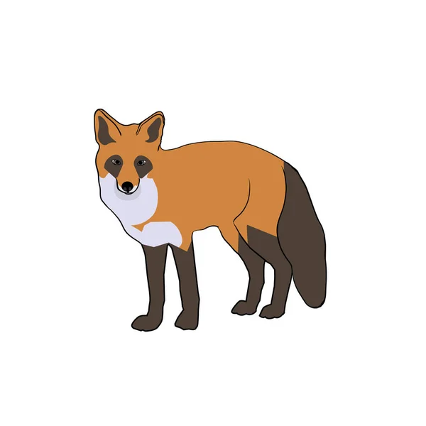 Fuchs Charakter Wald Schlaues Tier — Stockfoto