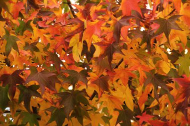 Sonbahar renginde bir ağacın yaprakları