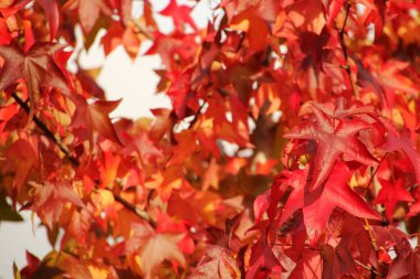 Sonbahar renginde bir ağacın yaprakları
