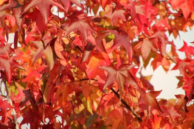 Sonbahar renginde bir ağacın yaprakları